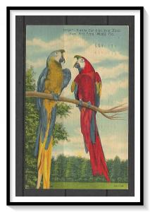 Florida, Miami - Rare Bird Farm - Parrots - [FL-058]
