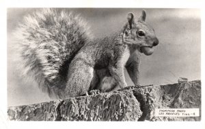 Postcard 1958 Real Photo Squirrel w/ Nut in Mouth along Ridge LA Thompson RPPC