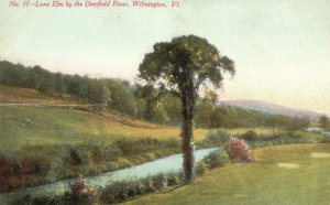 Vintage Postcard Lone Elm By The Deerfield River Scenic View Wilmington Vermont