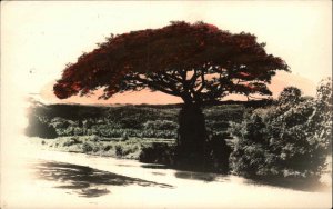 Hawaii HI Waimea H.Isls 1922 Cancel Tree Tinted Real Photo Postcard