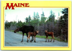 Postcard - Cow Moose with twin calves - Maine