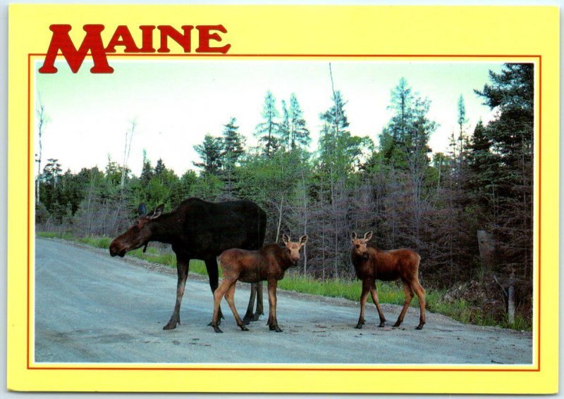 Postcard - Cow Moose with twin calves - Maine