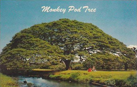 Hawaii  Honolulu Hawauuan Monkey Pud Tree