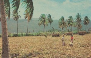 Harvesting Sugar Cane Jamaica Postcard