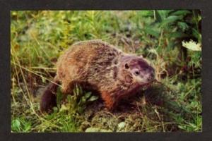 NH  Natureland LINCOLN NEW HAMPSHIRE Postcard Woodchuck