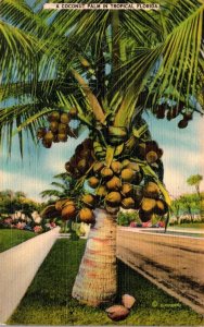 Florida Coconut Palm Loaded With Fruit