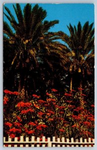 Poinsettias, Palm Springs And Coachella Valley California, Vintage 1955 Postcard