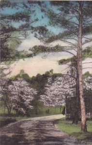 Greetings From Southern Pines North Carolina Handcolored Albertype 1942