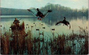 Vtg Among The Decoys Duck Fowl Hunting Lake Scene Shotgun Chrome Postcard