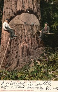 Vintage Postcard 1907 Giant Fir Trees 2 Men Cutting Down The Tree Edward H. Pub.