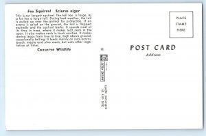 Fox Squirrel Sciurus Niger Large Tail Eating Corn On The Tree  Vintage Postcard