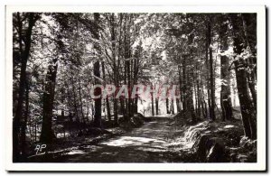 Postcard Modern Montfort L & # 39Amaury Promenade en Foret