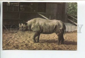 448907 USSR 1968 year rhinoceros in the zoo postcard