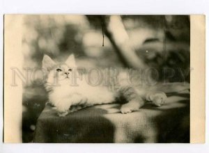 3005700 Cute KITTEN on Table Old REAL PHOTO