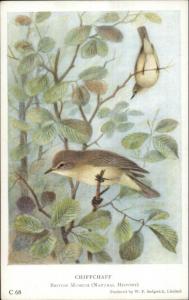 Bird Series C68 British Museum c1910 Postcard CHIFFCHAFF