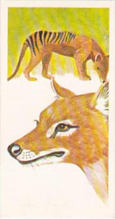 Brooke Bond Vintage Trade Card Vanishing Wildlife 1978 No 40 Thylacine