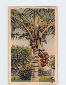 Postcard A Tree Loaded With Cocoanuts In Florida