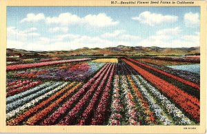 Postcard FARM SCENE Santa Maria California CA AI0804