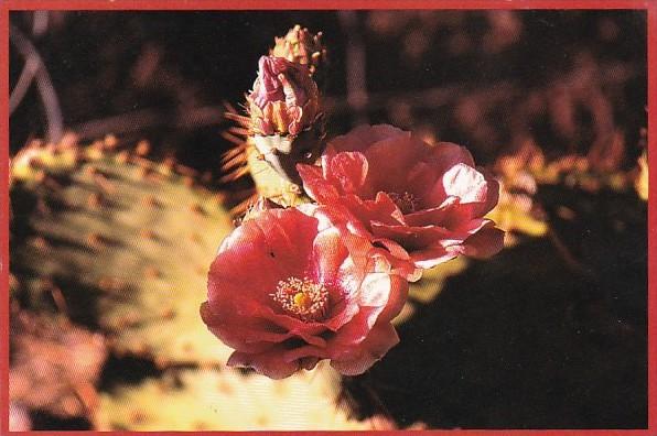 Prickly Pear Cactus Bloom Mojave Desert Barstow California