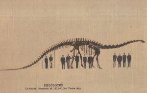 Diplodocus Geological Hall Skeleton Colorado USA Old Postcard