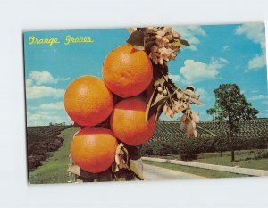 Postcard Orange Groves, Central Florida