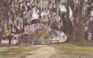 The Large Oak At Tudor Mansion Middleton Pace Gardens Charleston South Caroli...