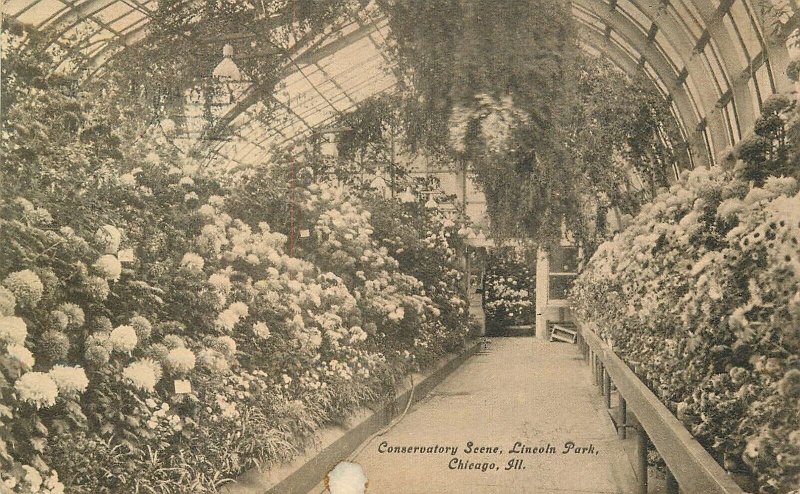 Postcard 1911 Illinois Chicago Conservatory Lincoln Park 23-1090