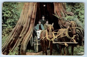 VANCOUVER Cedar Tree 60 ft circumference Stanley Park B.C. Canada Postcard