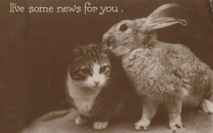 Rabbit & Cat Kitten Whispering Gossip News Old Real Photo Postcard