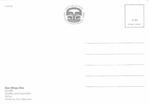 San Diego Zoo - Giraffe