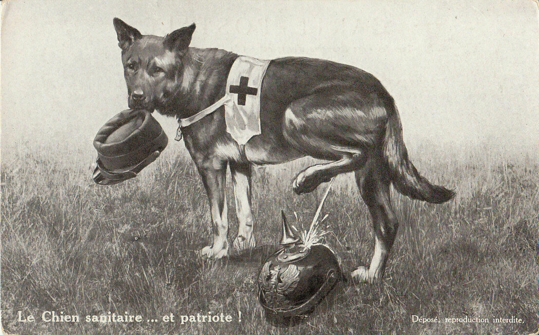 kaiser helmet for dogs