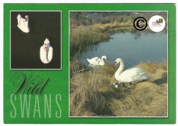 Nature Postcard Wild Swans in Southern New England Bernard Ludwig Gordon