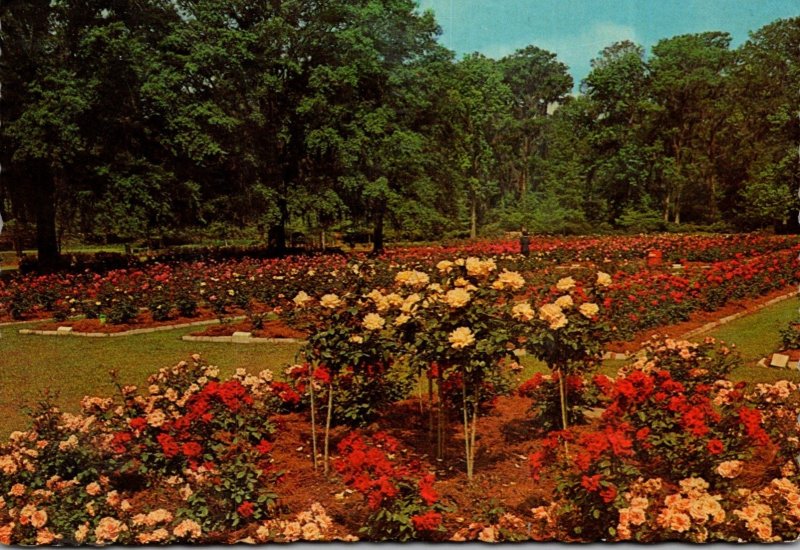 South Carolina Orangeburg Edisto Gardens Roses 1972