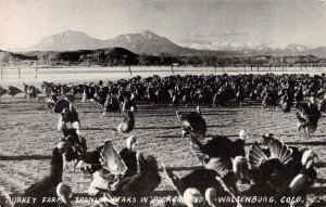 Walsenburg Colorado Turkey Farm Vintage Postcard AA11330