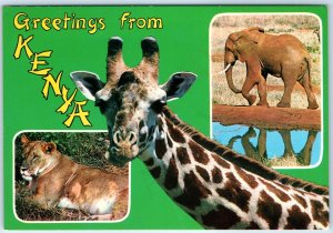 c1970s Kenya, Africa Greetings from Giraffe Lion Elephant Chrome Photo 4x6 PC M5