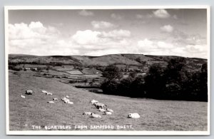 England Sheep The Quantocks from Sampford Brett RPPC HH Hole Photo Postcard M34