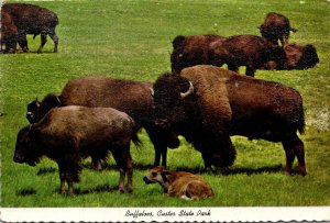 South Dakota Black Hills Custer State Park Buffalo Herd