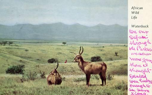 African Wildlife - Waterbuck