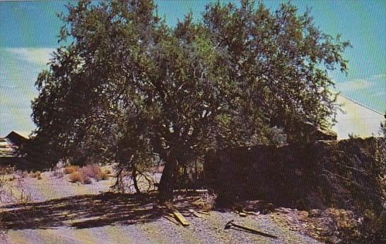 Arizona Wickenburg Hangman Tree At The Vulture Mine