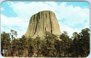 c1960s Devils Tower National Monument, WY Belle Fourche River Tree Stump A311