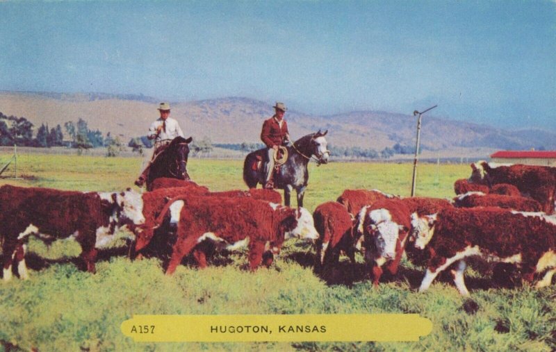 Hugoton KS Cowboys Cattle Ranchers Horses Rope Kansas postcard H169 