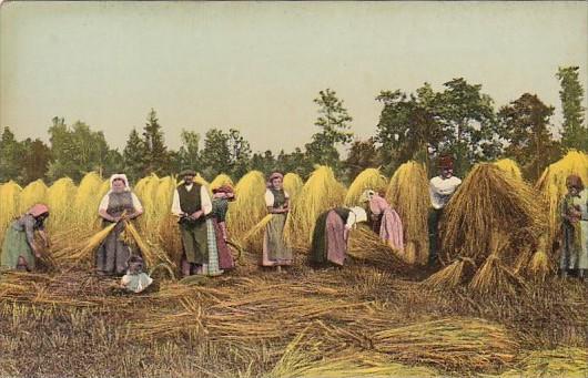 European Farmers In Hay Field