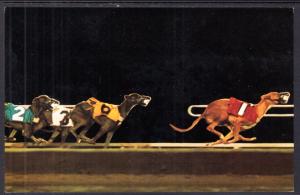 Greyhound Racing in Arizona