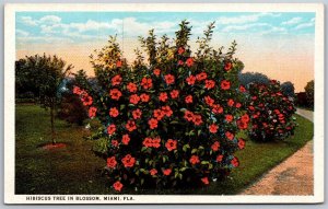 Vtg Miami Florida FL Hibiscus Tree in Bloom Blossom Flowers 1920s View Postcard