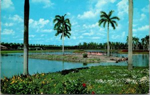Hialeah Race Course Flamingo Island Hialeah Florida Chrome Cancel WOB Postcard 