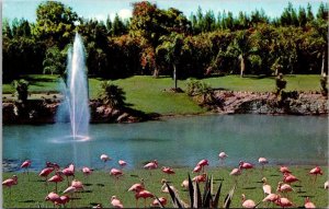 Florida Miami Hialeah Race Course Flamingos and Fountain