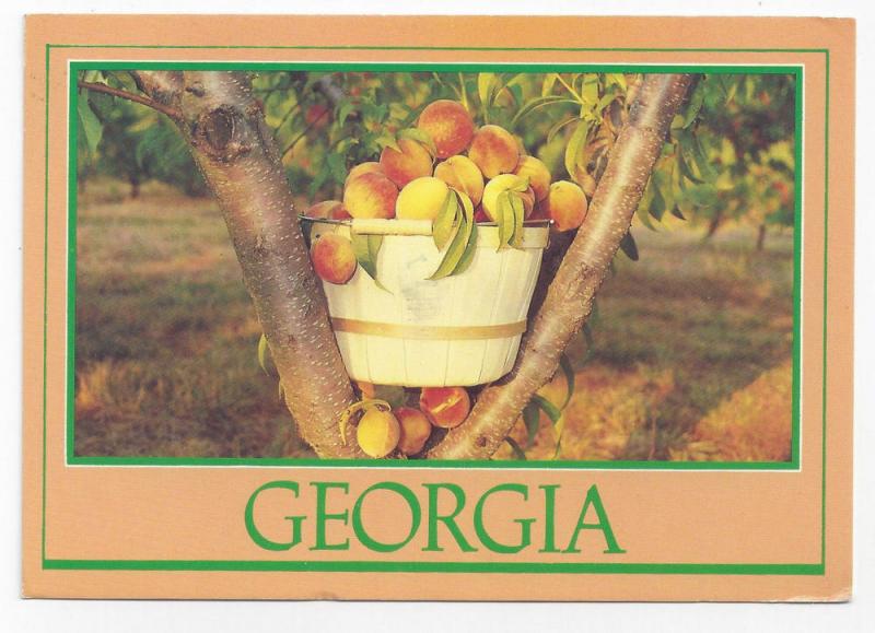 Georgia Peaches 1993 Steve Yost Postcard Peach Basket 4X6