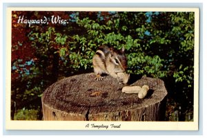 c1950s Squirrel Eating Nuts, Hayward Wisconsin WI Vintage Unposted Postcard