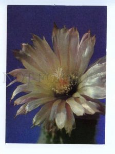 419464 USSR 1989 year flowering cacti postal postcard POSTAL stationery