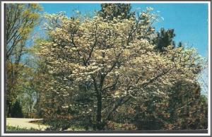 Indiana, Brown County -  Flowering Dogwood - [IN-008]